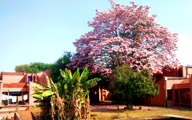 Plantões do Serviço Social do SAE na Moradia